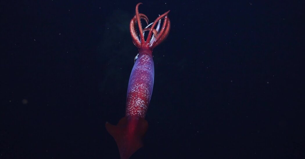 This elusive Antarctic Squid was detected for the first time